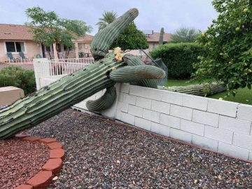 CACTUS REMOVAL & RELOCATION