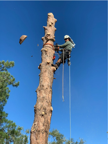 SAFE TREE REMOVAL