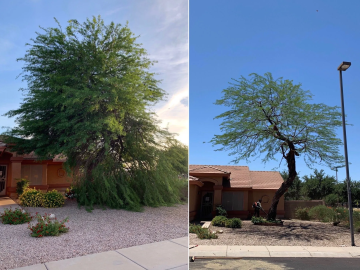 TREE TRIMMING & PRUNING